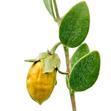 dầu jojoba từ pháp